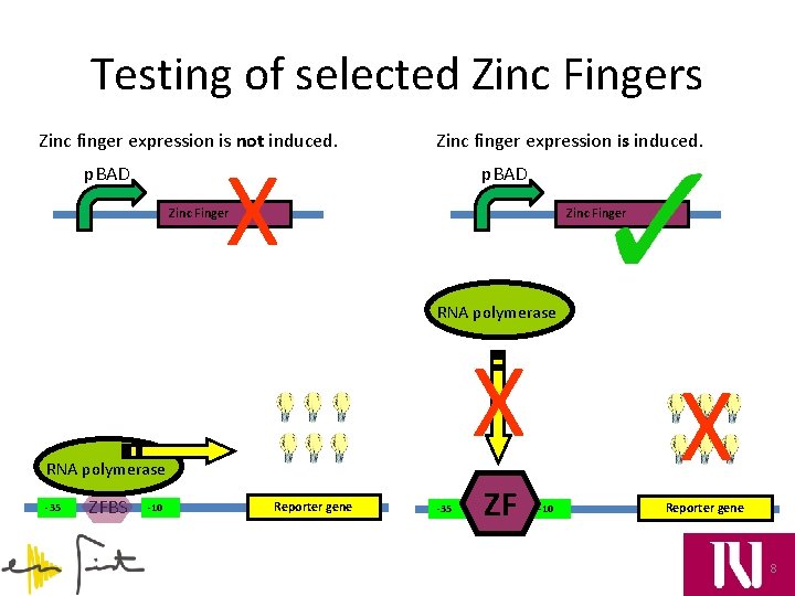 Testing of selected Zinc Fingers Zinc finger expression is not induced. X p. BAD