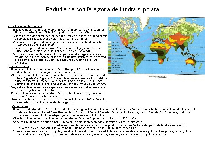 Padurile de conifere, zona de tundra si polara Zona Padurilor de Conifere Este localizata