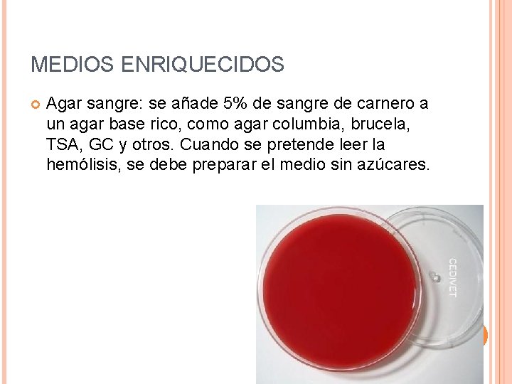 MEDIOS ENRIQUECIDOS Agar sangre: se añade 5% de sangre de carnero a un agar