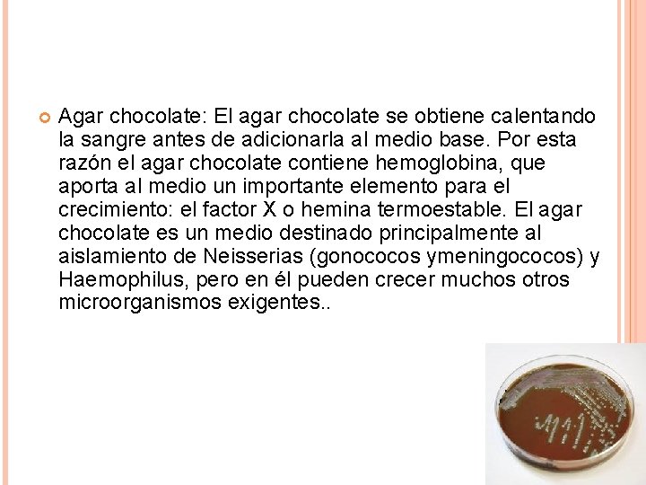 Agar chocolate: El agar chocolate se obtiene calentando la sangre antes de adicionarla