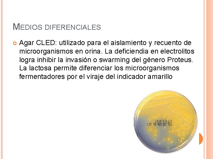 MEDIOS DIFERENCIALES Agar CLED: utilizado para el aislamiento y recuento de microorganismos en orina.
