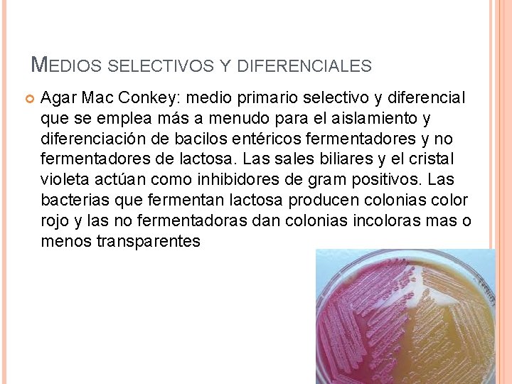 MEDIOS SELECTIVOS Y DIFERENCIALES Agar Mac Conkey: medio primario selectivo y diferencial que se