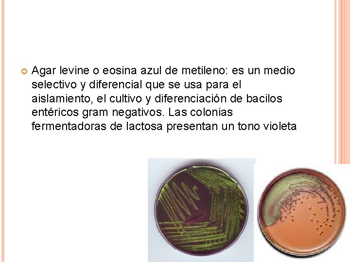  Agar levine o eosina azul de metileno: es un medio selectivo y diferencial