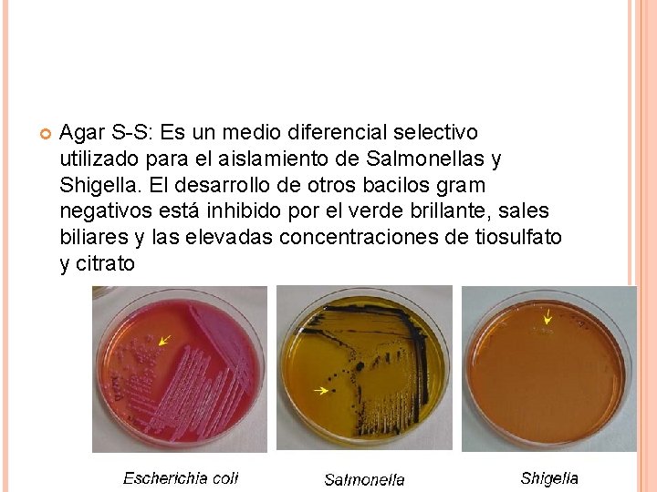  Agar S-S: Es un medio diferencial selectivo utilizado para el aislamiento de Salmonellas
