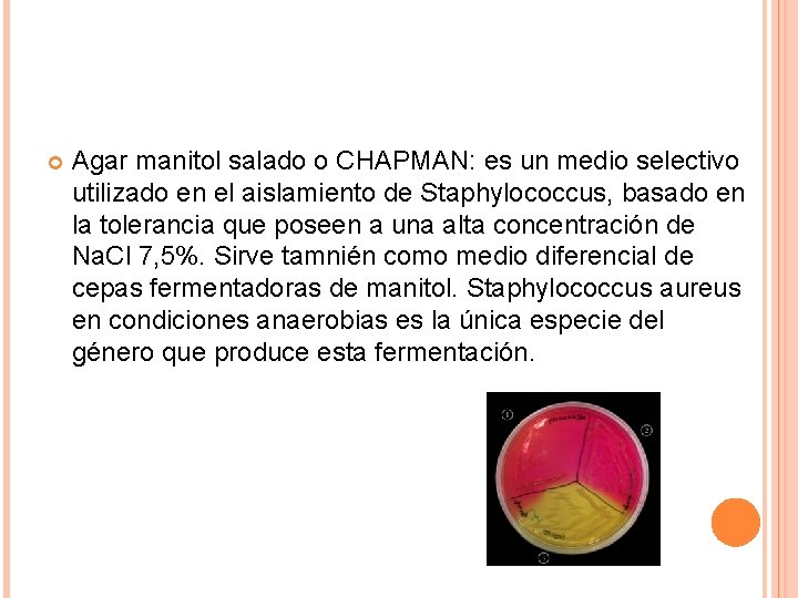  Agar manitol salado o CHAPMAN: es un medio selectivo utilizado en el aislamiento