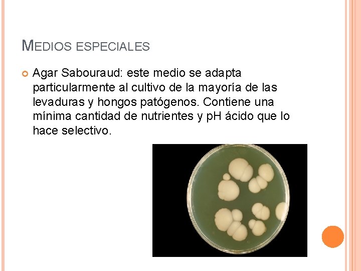 MEDIOS ESPECIALES Agar Sabouraud: este medio se adapta particularmente al cultivo de la mayoría