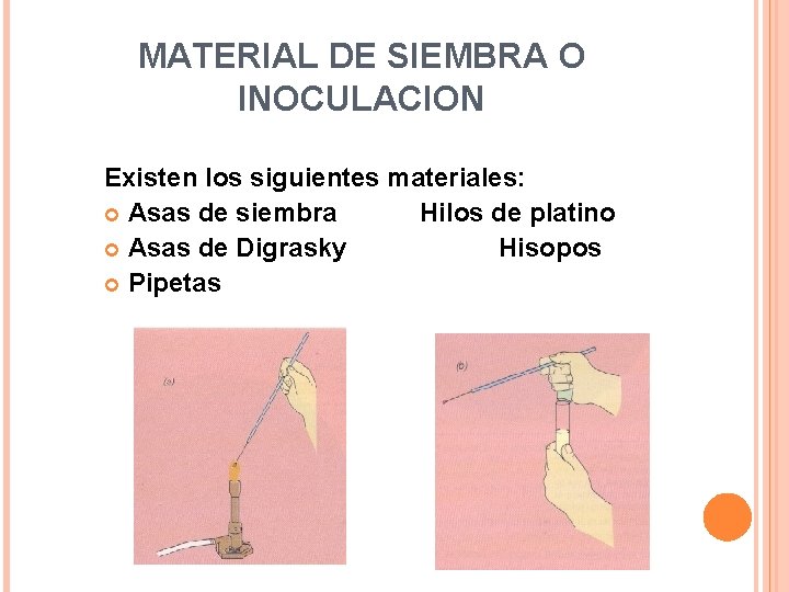 MATERIAL DE SIEMBRA O INOCULACION Existen los siguientes materiales: Asas de siembra Hilos de