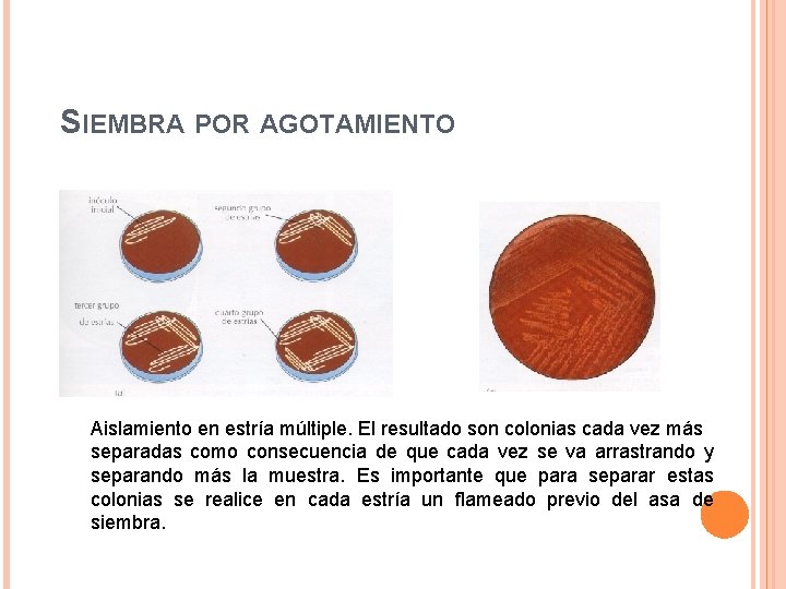 SIEMBRA POR AGOTAMIENTO Aislamiento en estría múltiple. El resultado son colonias cada vez más