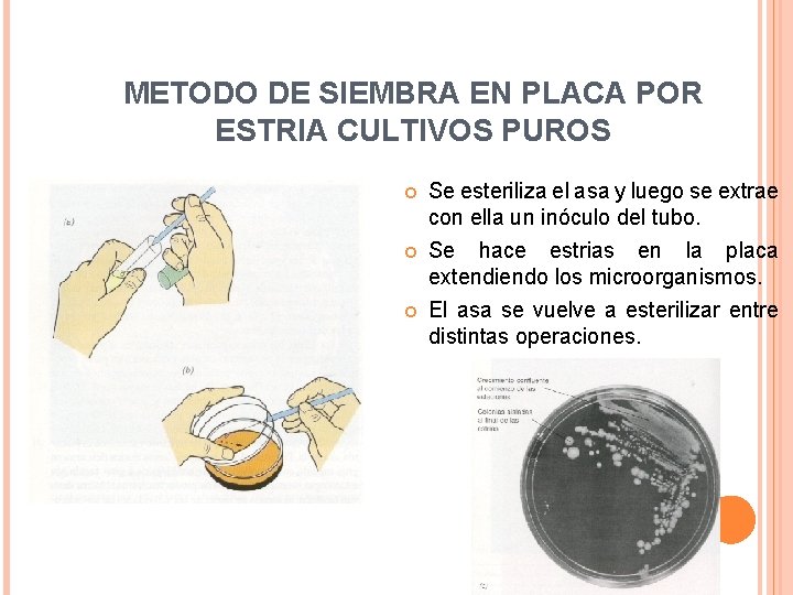 METODO DE SIEMBRA EN PLACA POR ESTRIA CULTIVOS PUROS Se esteriliza el asa y