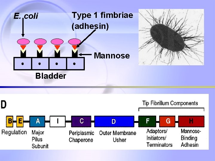 E. coli Type 1 fimbriae (adhesin) Mannose Bladder 