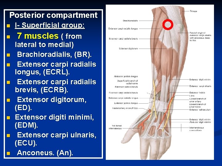 Posterior compartment n n n n n I- Superficial group: 7 muscles ( from