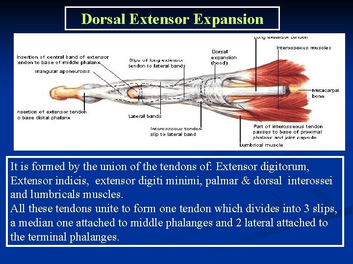 Dorsal Extensor Expansion It is formed by the union of the tendons of: Extensor