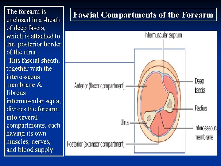 The forearm is enclosed in a sheath of deep fascia, which is attached to