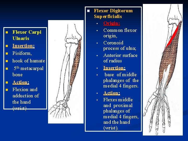 n n n n Flexor Carpi Ulnaris Insertion: Pisiform, hook of hamate 5 th