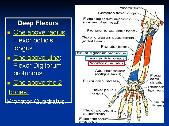 Deep Flexors n One above radius: Flexor pollicis longus n One above ulna: Flexor