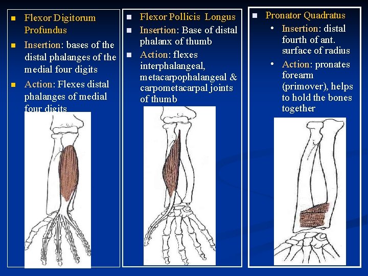 n n n Flexor Digitorum Profundus Insertion: bases of the distal phalanges of the