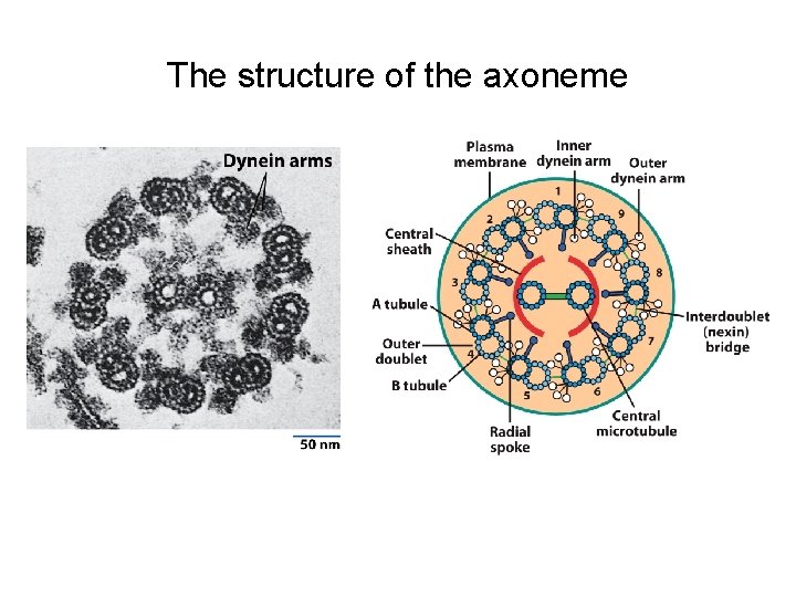 The structure of the axoneme 