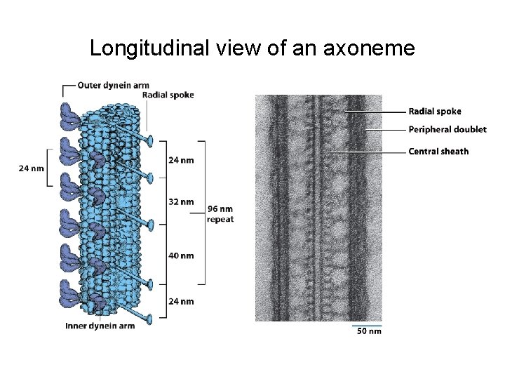 Longitudinal view of an axoneme 