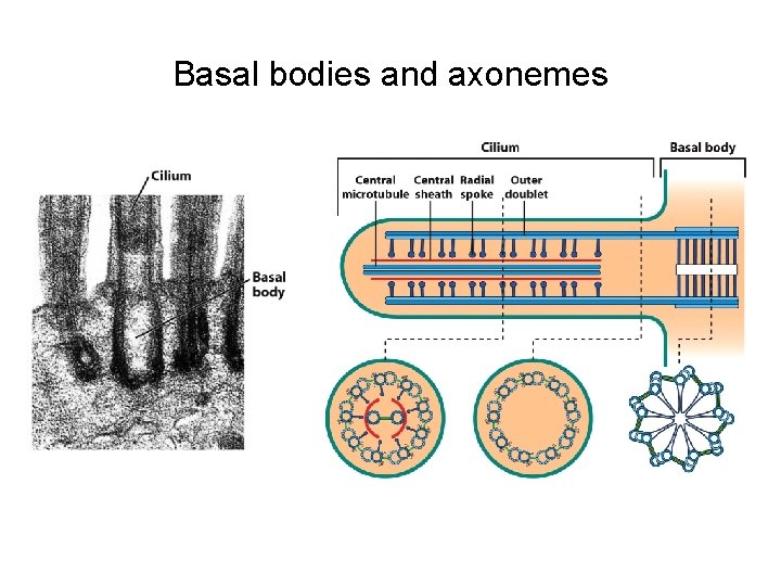 Basal bodies and axonemes 