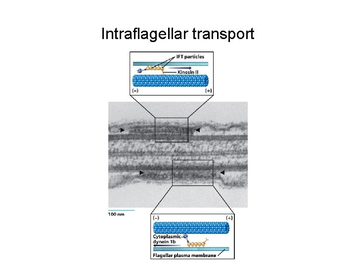 Intraflagellar transport 