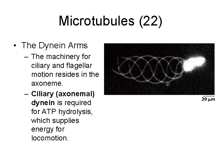 Microtubules (22) • The Dynein Arms – The machinery for ciliary and flagellar motion