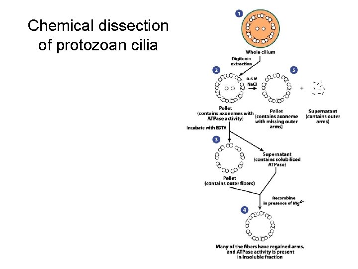 Chemical dissection of protozoan cilia 