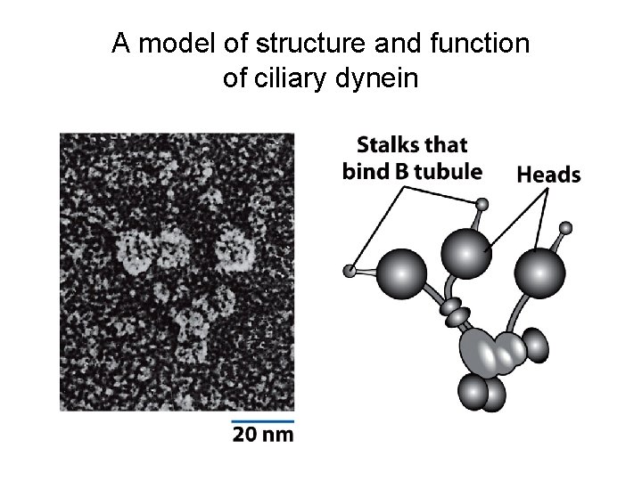 A model of structure and function of ciliary dynein 