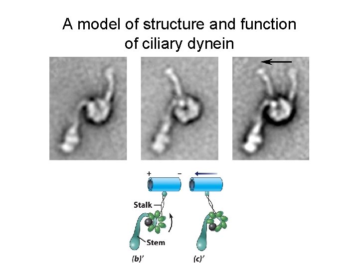 A model of structure and function of ciliary dynein 