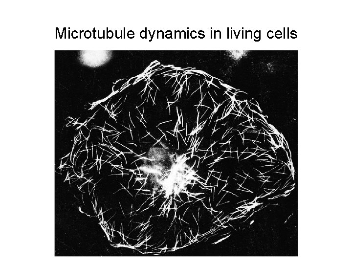 Microtubule dynamics in living cells 