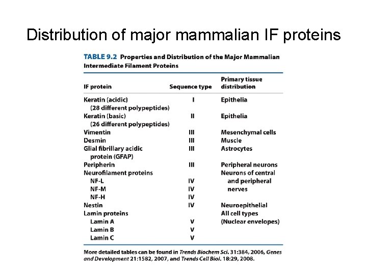 Distribution of major mammalian IF proteins 