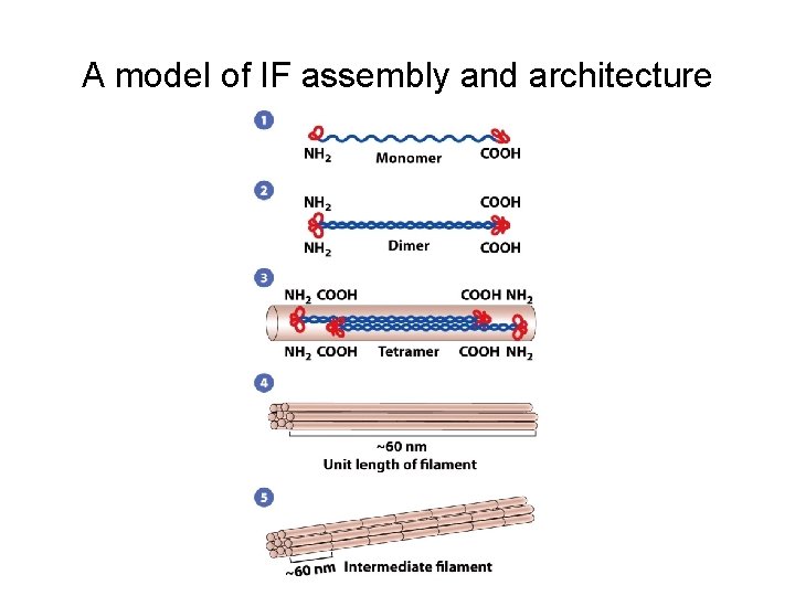 A model of IF assembly and architecture 