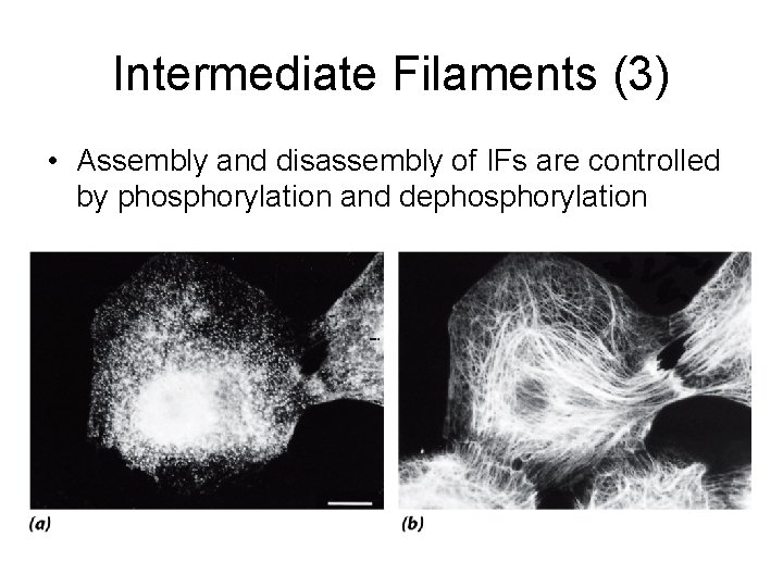 Intermediate Filaments (3) • Assembly and disassembly of IFs are controlled by phosphorylation and