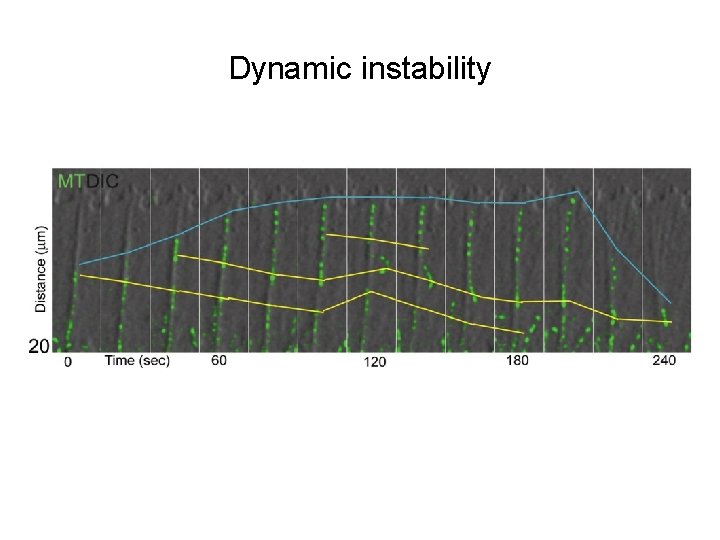 Dynamic instability 