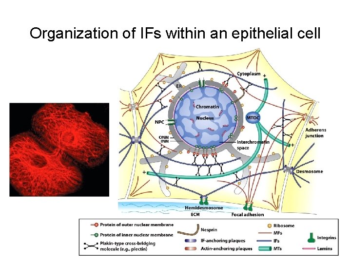 Organization of IFs within an epithelial cell 