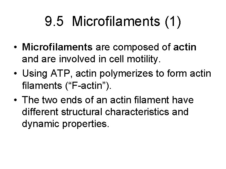 9. 5 Microfilaments (1) • Microfilaments are composed of actin and are involved in