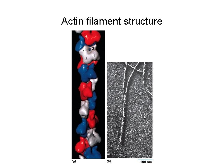 Actin filament structure 