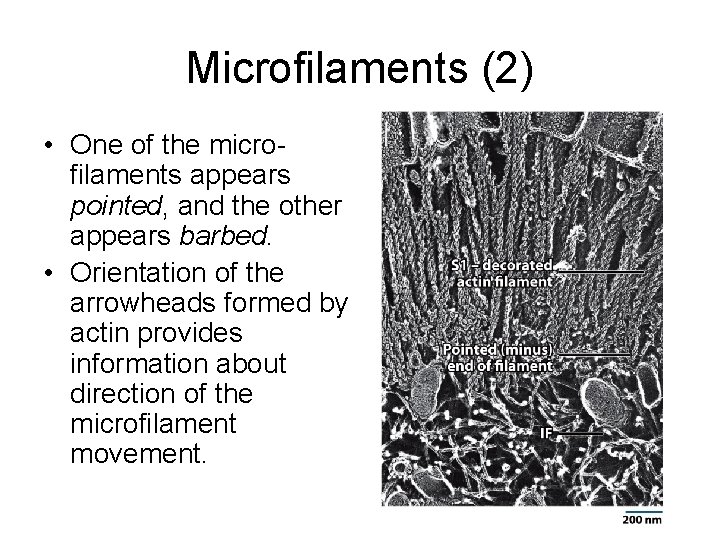 Microfilaments (2) • One of the microfilaments appears pointed, and the other appears barbed.