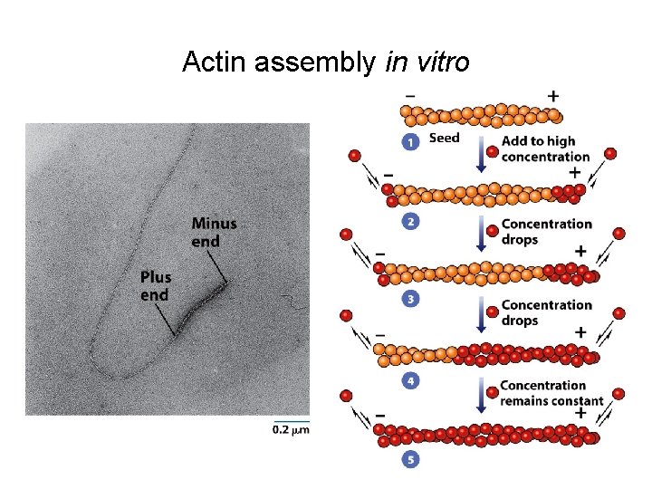 Actin assembly in vitro 