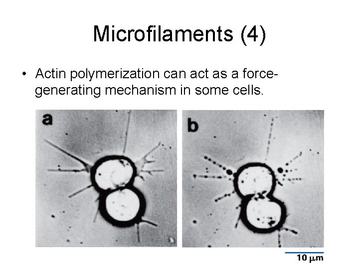 Microfilaments (4) • Actin polymerization can act as a forcegenerating mechanism in some cells.