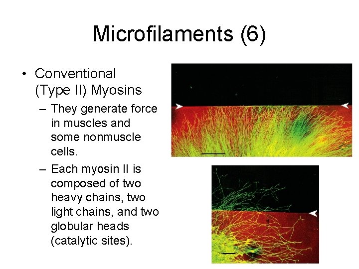 Microfilaments (6) • Conventional (Type II) Myosins – They generate force in muscles and