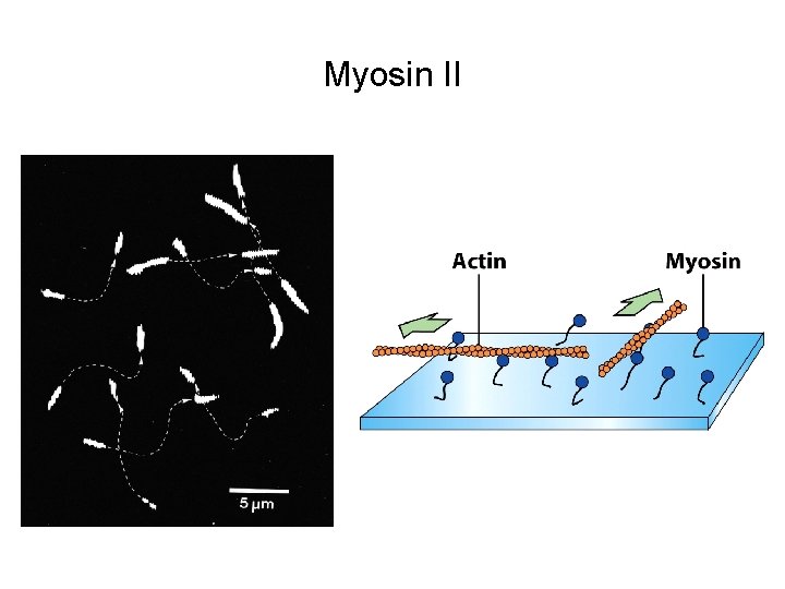 Myosin II 