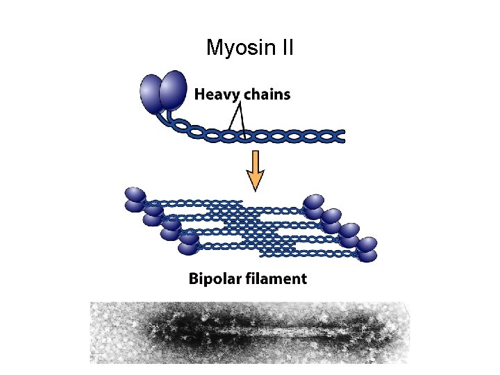 Myosin II 