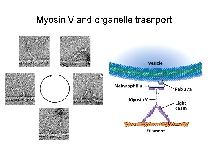 Myosin V and organelle trasnport 