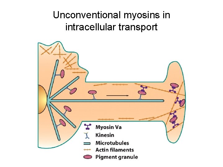 Unconventional myosins in intracellular transport 