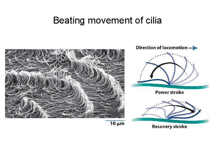 Beating movement of cilia 
