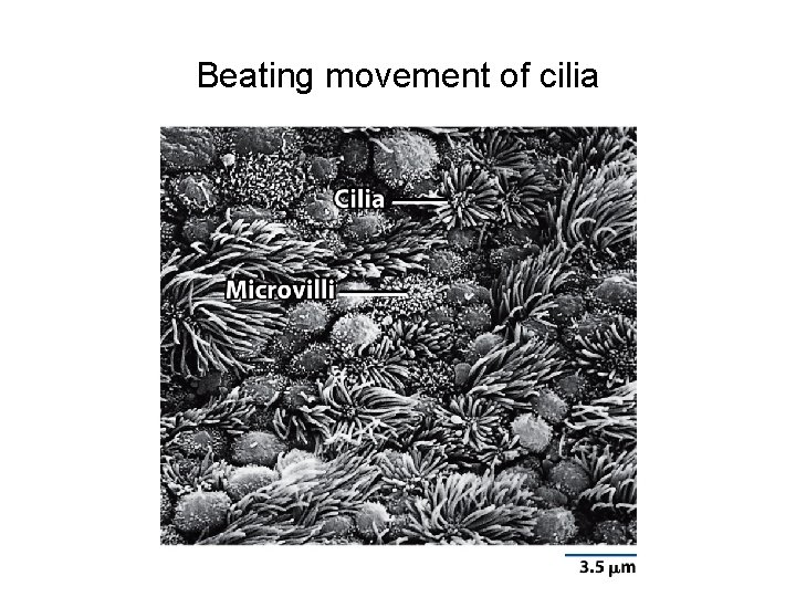 Beating movement of cilia 