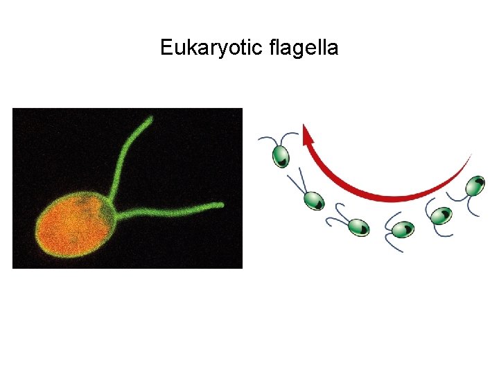 Eukaryotic flagella 