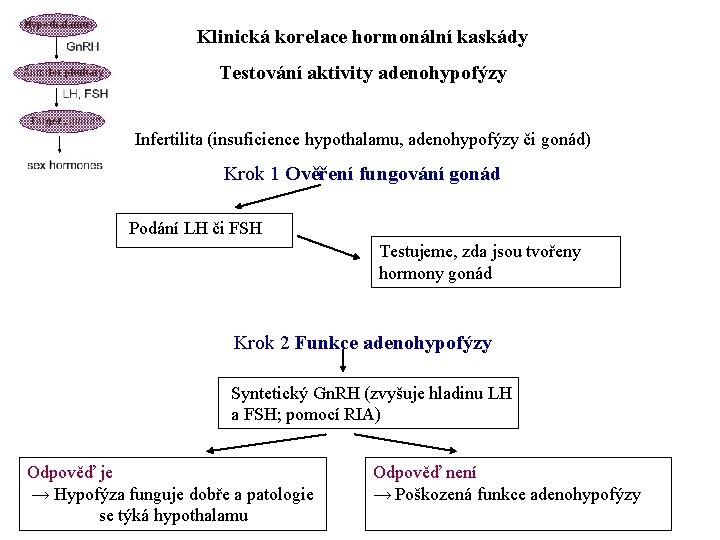 Klinická korelace hormonální kaskády Testování aktivity adenohypofýzy Infertilita (insuficience hypothalamu, adenohypofýzy či gonád) Krok