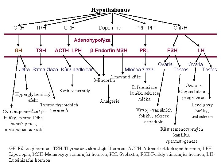 Hypothalamus GRH TRH CRH Dopamine PRF, PIF Gn. RH Adenohypofýza GH TSH ACTH LPH