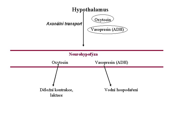 Hypothalamus Axonální transport Oxytocin Vasopresin (ADH) Neurohypofýza Oxytocin Děložní kontrakce, laktace Vasopresin (ADH) Vodní